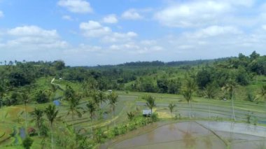 Bali dili pirinç teras A Unesco mirası havadan görünümü