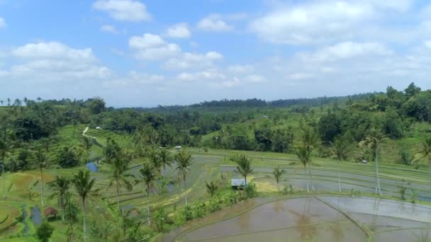 Veduta Aerea Una Terrazza Riso Balinese Patrimonio Dell Umanità — Video Stock