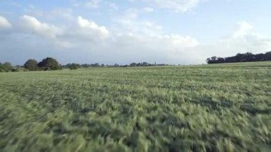 Yaz düşük hava köprü alanında genç arpa