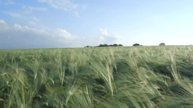 Yaz düşük hava köprü alanına arpa