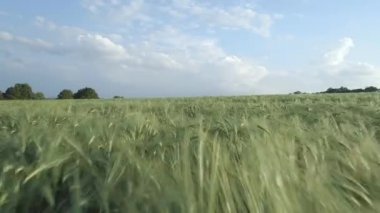 Yaz düşük hava köprü alanına arpa