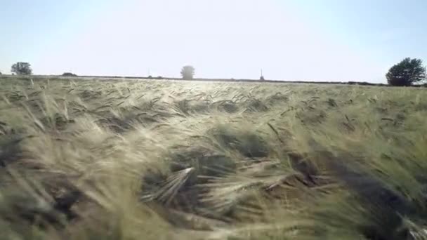 Gerst Veld Zomer Lage Luchtfoto Viaduct — Stockvideo