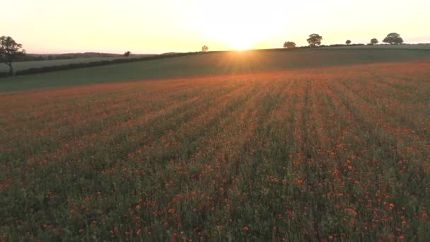 Sonnenuntergang Blick Auf Mohn Einem Feld — Stockvideo