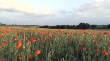 Akşam haşhaş alan