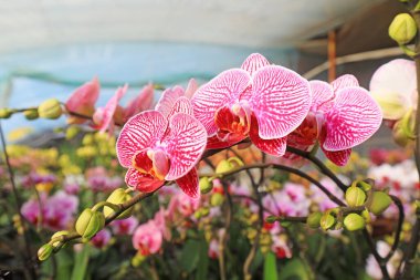 Güzel Phalaenopsis çiçekleri Kuzey Çin 'de, bahçede