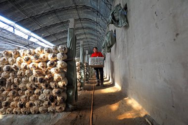 LUANNAN COUNTY, Hebei Eyaleti, Çin - 2 Şubat 2021: çiftçiler yenilebilir mantarları üreme kulübesinde taşıyorlar