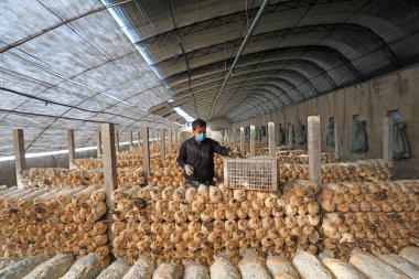LUANNAN COUNTY, Hebei Eyaleti, Çin - 2 Şubat 2021: Çiftçiler bir üreme kulübesinde mantar topluyor