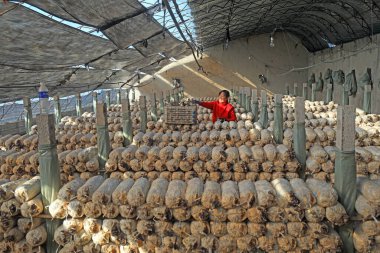 LUANNAN COUNTY, Hebei Eyaleti, Çin - 2 Şubat 2021: Çiftçiler bir üreme kulübesinde mantar topluyor