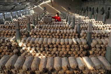 LUANNAN COUNTY, Hebei Eyaleti, Çin - 2 Şubat 2021: Çiftçiler bir üreme kulübesinde mantar topluyor