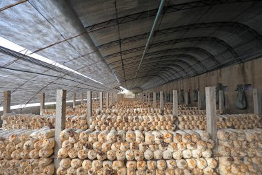 Kuzey Çin 'deki serada mantar çubukları var.