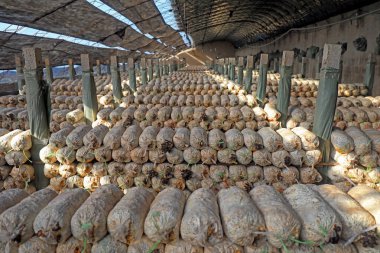 Kuzey Çin 'deki serada mantar çubukları var.