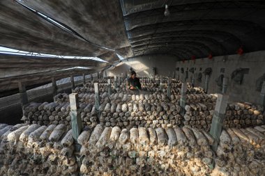 LUANNAN COUNTY, Hebei Eyaleti, Çin - 2 Şubat 2021: Çiftçiler üreme kulübesinde nemi korumak için yenilebilir mantarlara su püskürtüyorlar.