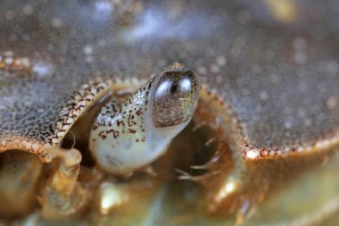 Nehir yengecinin karışık gözleri, makro fotoğraflar.