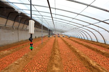 LUANNAN COUNTY, Hebei Eyaleti, Çin - 23 Şubat 2021: Çiftçiler Kuzey Çin 'deki seralara tatlı patates fidanları koydular