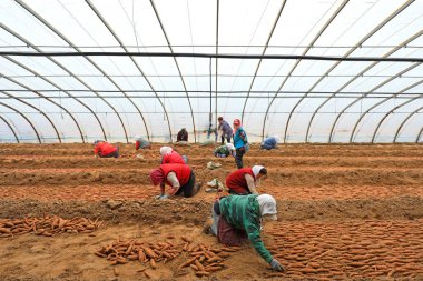 LUANNAN COUNTY, Hebei Eyaleti, Çin - 23 Şubat 2021: Çiftçiler Kuzey Çin 'deki seralara tatlı patates fidanları koydular