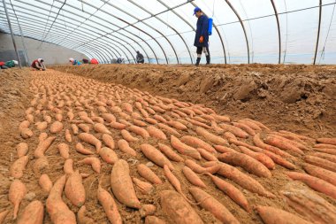 LUANNAN COUNTY, Hebei Eyaleti, Çin - 23 Şubat 2021: Çiftçiler tatlı patates tohumlarının üzerine mantar ilacı sıkıyorlar