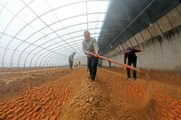 Condado Luannan Provincia Hebei China Febrero 2021 Los Agricultores Colocan — Foto de Stock