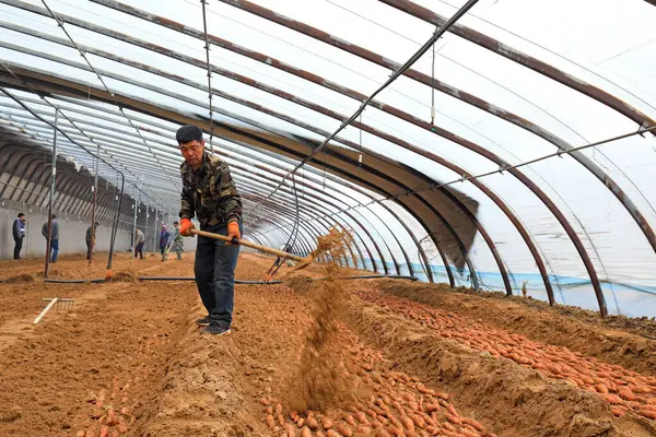 Condado Luannan Provincia Hebei China Febrero 2021 Los Agricultores Colocan — Foto de Stock