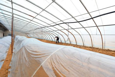 LUANNAN COUNTY, Hebei Eyaleti, Çin - 24 Şubat 2021: Çiftçiler tatlı patates tohumu serasında çalışıyorlar