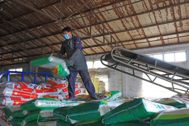 LUANNAN COUNTY, Hebei Eyaleti, Çin - 26 Şubat 2021: İşçiler depolama atölyesine gübre yüklemek için taşıyıcı bant kullanıyor