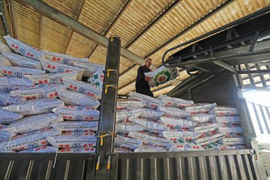 LUANNAN COUNTY, Hebei Eyaleti, Çin - 27 Şubat 2021: işçiler bir fabrikaya bileşik gübre yüklüyor