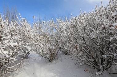 Karla kaplı ağaçlar, Kuzey Çin