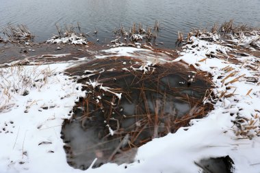 Suyun kenarındaki yabani otlar karla kaplı, Kuzey Çin