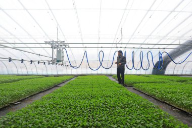 LUANNAN COUNTY, Hebei Eyaleti, Çin - 2 Mart 2021: Çiftçiler çocuk odasındaki akıllı spreyleme ekipmanlarının boru hattını ayarlıyorlar