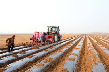 LUANNAN COUNTY, Hebei Eyaleti, Çin - 9 Mart 2021: çiftçiler tarlalarda patates yetiştirmek için ekicileri sürüyorlar