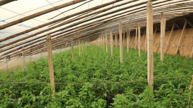 Kuzey Çin 'de, serada domates fideleri