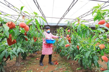 LUANNAN COUNTY, Hebei Eyaleti, Çin - 18 Mart 2021: kadın çalışanlar olgun şeftalileri bir çiftlikten topluyorlar