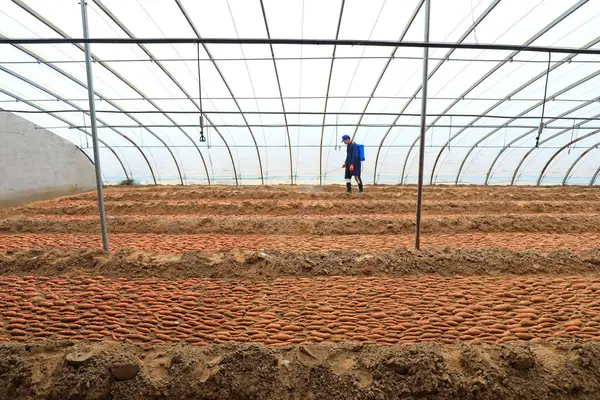 Condado Luannan Provincia Hebei China Febrero 2021 Los Agricultores Rocían — Foto de Stock