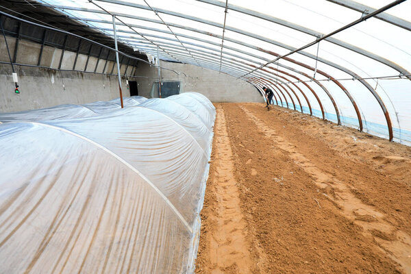 ЛУАННАНСКАЯ СТРАНА, провинция Хэбэй, Китай - 24 февраля 2021 года: Фермеры работают в теплице с саженцами сладкого картофеля