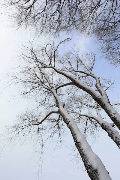 Snow covered trees, North China