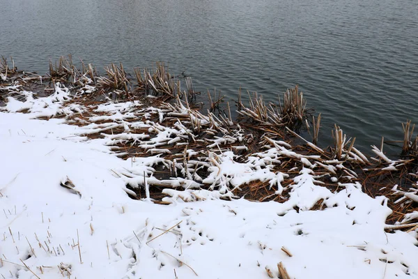 Weeds near the water are covered with snow, North China