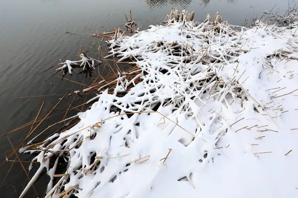 Weeds near the water are covered with snow, North China