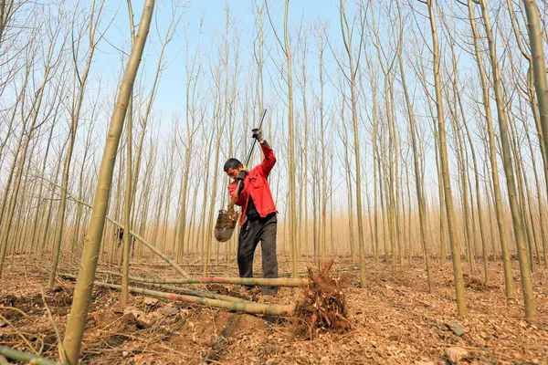 Condado Luannan Provincia Hebei China Marzo 2021 Los Agricultores Crían — Foto de Stock