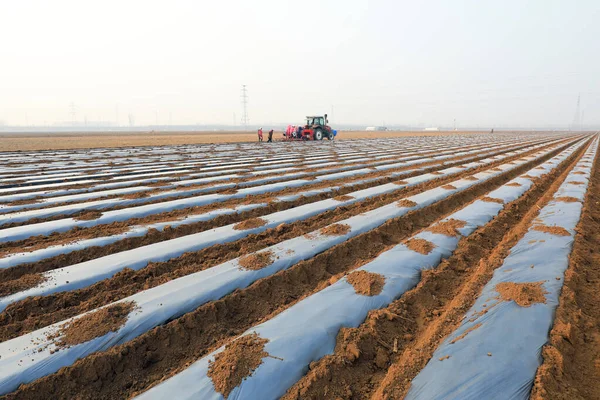 Agricultores Impulsan Sembradoras Cultivar Papas Campos — Foto de Stock