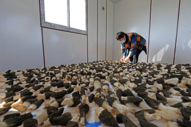 LUANNAN COUNTY, Hebei Eyaleti, Çin - 25 Mart 2021: çiftçiler bir çiftlikte yenilebilir mantar kurutuyorlar.