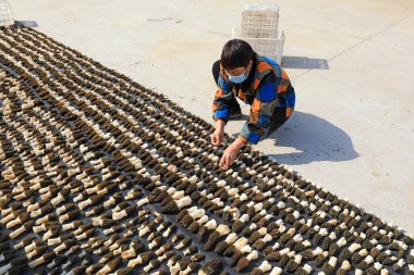 LUANNAN COUNTY, Hebei Eyaleti, Çin - 25 Mart 2021: çiftçiler bir çiftlikte yenilebilir mantar kurutuyorlar.