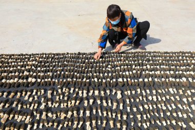 LUANNAN COUNTY, Hebei Eyaleti, Çin - 25 Mart 2021: çiftçiler bir çiftlikte yenilebilir mantar kurutuyorlar.