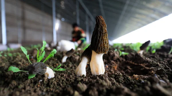 Agricultores Colhem Morchella Estufas Cogumelo Com Alto Valor Econômico Nutricional Imagem De Stock