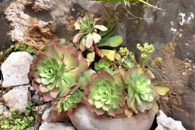 1 * Ein-Hod. İsrail köyde tek sanatçı. Güzel mimari. Bahar 2018.2 ** Ein-Hod. Yaratıcı aydınların liman. 1953 yılında kurulmuştur. Hayfa Bölgesi, mount Carmel, İsrail. Kutsal topraklar.  