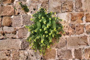 1 * Akko kenti eski liman. İsrail en ilginç şehirlerinden biri. Kentsel peyzaj. Bahar geldi. 2018.2 ** Akko. Dünyanın en eski noktalarından birini. Şehrin deniz ve antik çağ tarihi dolu olduğunu. MÖ 1500 yıllarında kurulan. 