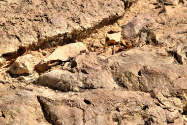 1*** Ein Gedi. İsrail. kutsal topraklar. Bu İncille şehir, ve şimdi tel Goren ve Nahal David geçit tepeüzerinde bir doğa rezervi ve milli Park. Judean çölü ve ölü denizde dağların ortasında Muhteşem bir yer. 