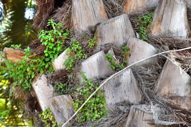1* Yarhiv.Yarhiv. Moshav, İsrail'in orta bölgesinde. 1949 yılında kurulmuştur. Bölgesel Drom Hasharon Konseyi. Mimari. Bahar..