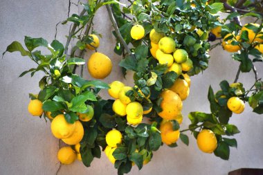 1* Yarhiv.Yarhiv. Moshav, İsrail'in orta bölgesinde. 1949 yılında kurulmuştur. Bölgesel Drom Hasharon Konseyi. Mimari. Bahar..