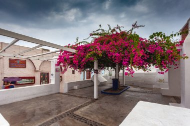 Oia merkezinde çiçek Bougainvillea