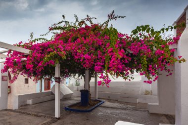 Oia merkezinde çiçek Bougainvillea