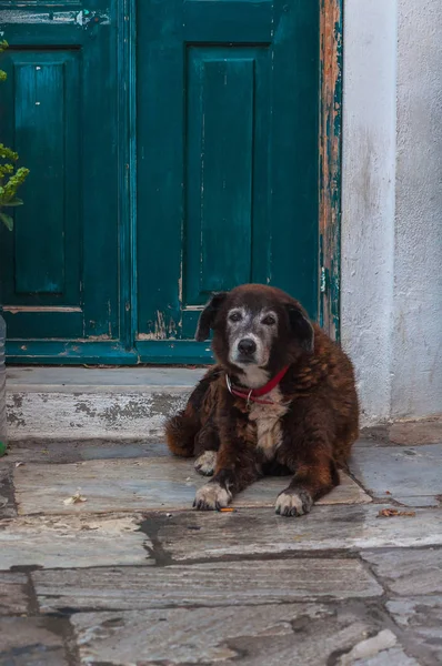Yeşil ahşap kapının önünde köpek